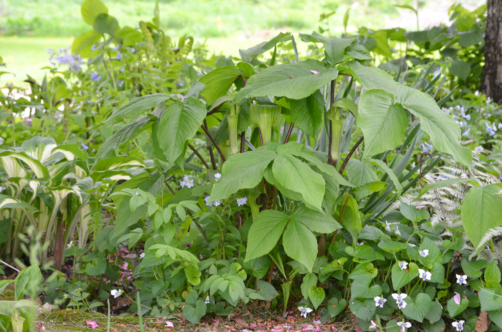 Arisaema triphyllum